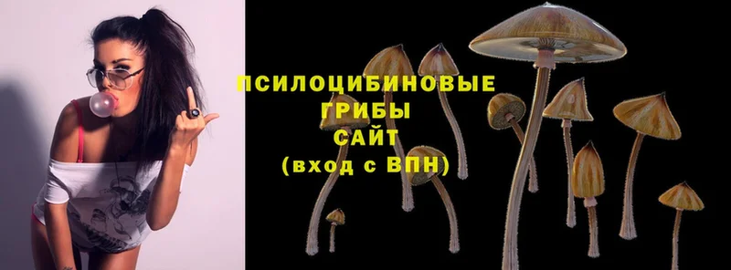 Галлюциногенные грибы MAGIC MUSHROOMS  Белозерск 